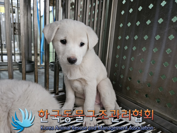 한국동물구조관리협회_441404202400545